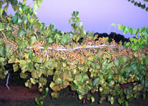 muscadine_grapes